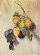 Claude Monet Branch from a Lemon Tree oil painting artist